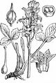Bogbean - Menyanthes trifoliata L.