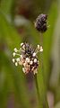 Spitz-Wegerich - Plantago lanceolata L.