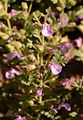 Trauben-Gamander - Teucrium botrys L.