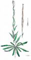 Tower Mustard - Turritis glabra L.