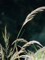 Spear Grass - Achnatherum calamagrostis (L.) P. Beauv.