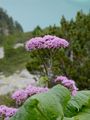 Grauer Alpendost - Adenostyles alliariae (Gouan) A. Kern.
