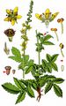 Agrimony - Agrimonia eupatoria L.
