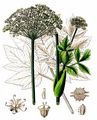 Garden Angelica - Angelica archangelica L.