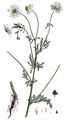 Stinking Chamomile - Anthemis cotula L.