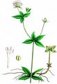 Pink Woodruff - Asperula taurina L.