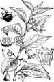 Schwarze Tollkirsche - Atropa bella-donna L.