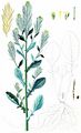 Small-Flowered Winter-Cress - Barbarea stricta Andrz.