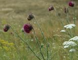 Musk Thistle - Carduus nutans L.