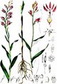Red Helleborine - Cephalanthera rubra (L.) Rich.