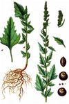 Weißer Gänsefuß - Chenopodium album L. 