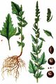 Weißer Gänsefuß - Chenopodium album L. 