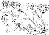 Gewöhnlicher Hirschsprung - Corrigiola litoralis L.
