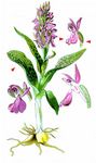 Fuchssches Knabenkraut - Dactylorhiza fuchsii (Druce) Soó 