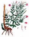 Great Willowherb - Epilobium hirsutum L.