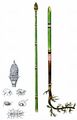 Rough Horsetail - Equisetum hyemale L.