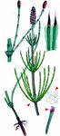 Sumpf-Schachtelhalm - Equisetum palustre L. 