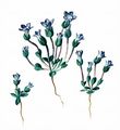 Zarter Enzian - Gentianella tenella (Rottb.) Börner