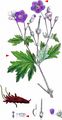 Wood Crane's-Bill - Geranium sylvaticum L.