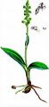Einknollige Honigorchis - Herminium monorchis (L.) R. Br.
