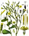 Gift-Lattich - Lactuca virosa L.