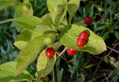 Alpine Honeysuckle - Lonicera alpigena L.
