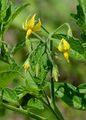 Tomato - Lycopersicon esculentum Mill.