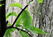 Dawn Redwood - Metasequoia glyptostroboides Hu & W. C. Cheng