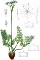 Spignel - Meum athamanticum Jacq.