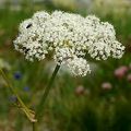 Masterwort - Peucedanum ostruthium (L.) W. D. J. Koch