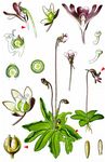 Gewöhnliches Fettkraut - Pinguicula vulgaris L. 
