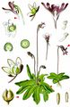 Common Butterwort - Pinguicula vulgaris L.