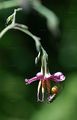 Purple Lettuce - Prenanthes purpurea L.