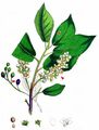 Bird Cherry - Prunus padus L.