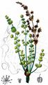 Rhubarb - Rheum rhabarbarum L.