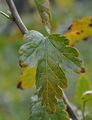Ribes alpinum (Alpen-Johannisbeere) - derbe, dreilappige Blätter