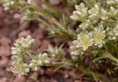 Perennial Knawel - Scleranthus perennis L.