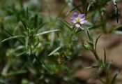 Sand Spurrey - Spergularia rubra (L.) J. Presl & C. Presl