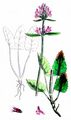 Heil-Ziest - Stachys officinalis (L.) Trevis.