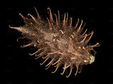 Oriental Cocklebur - Xanthium orientale L.