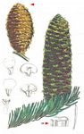Nordmann-Tanne - Abies nordmanniana (Steven) Spach 