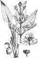 Gewöhnlicher Froschlöffel - Alisma plantago-aquatica L.