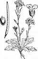 Lyrate Rockcress - Arabidopsis petraea (L.) V.I.Dorof.