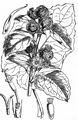 Große Klette - Arctium lappa L.