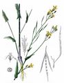 Rape - Brassica napus L.