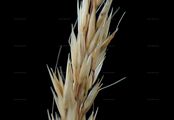 Wald-Reitgras - Calamagrostis arundinacea (L.) Roth