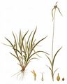 Gelb-Segge - Carex flava L.