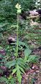 Kohl-Kratzdistel - Cirsium oleraceum (L.) Scop.