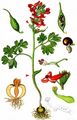 Bird-In-A-Bush - Corydalis solida (L.) Clairv.