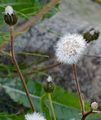 Großköpfiger Pippau - Crepis conyzifolia (Gouan) A. Kern.